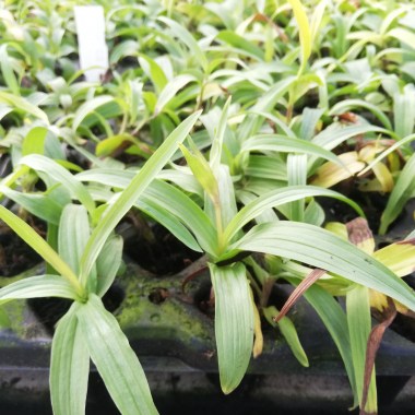 образец посадочного материала орхидеи Epipactis Palustris